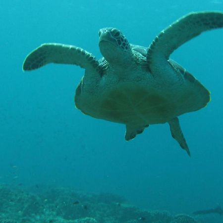 Gili Pirates Dive & Bnb Gili Trawangan Eksteriør bilde