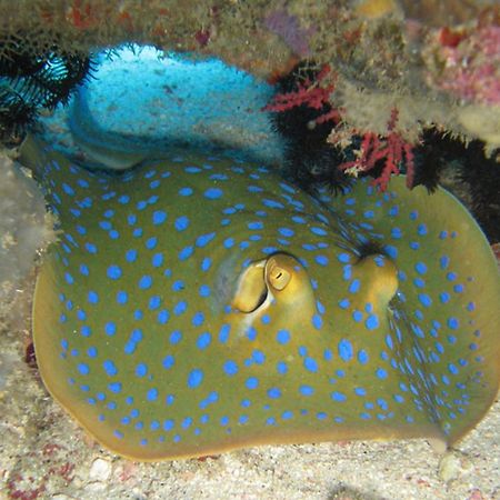 Gili Pirates Dive & Bnb Gili Trawangan Eksteriør bilde