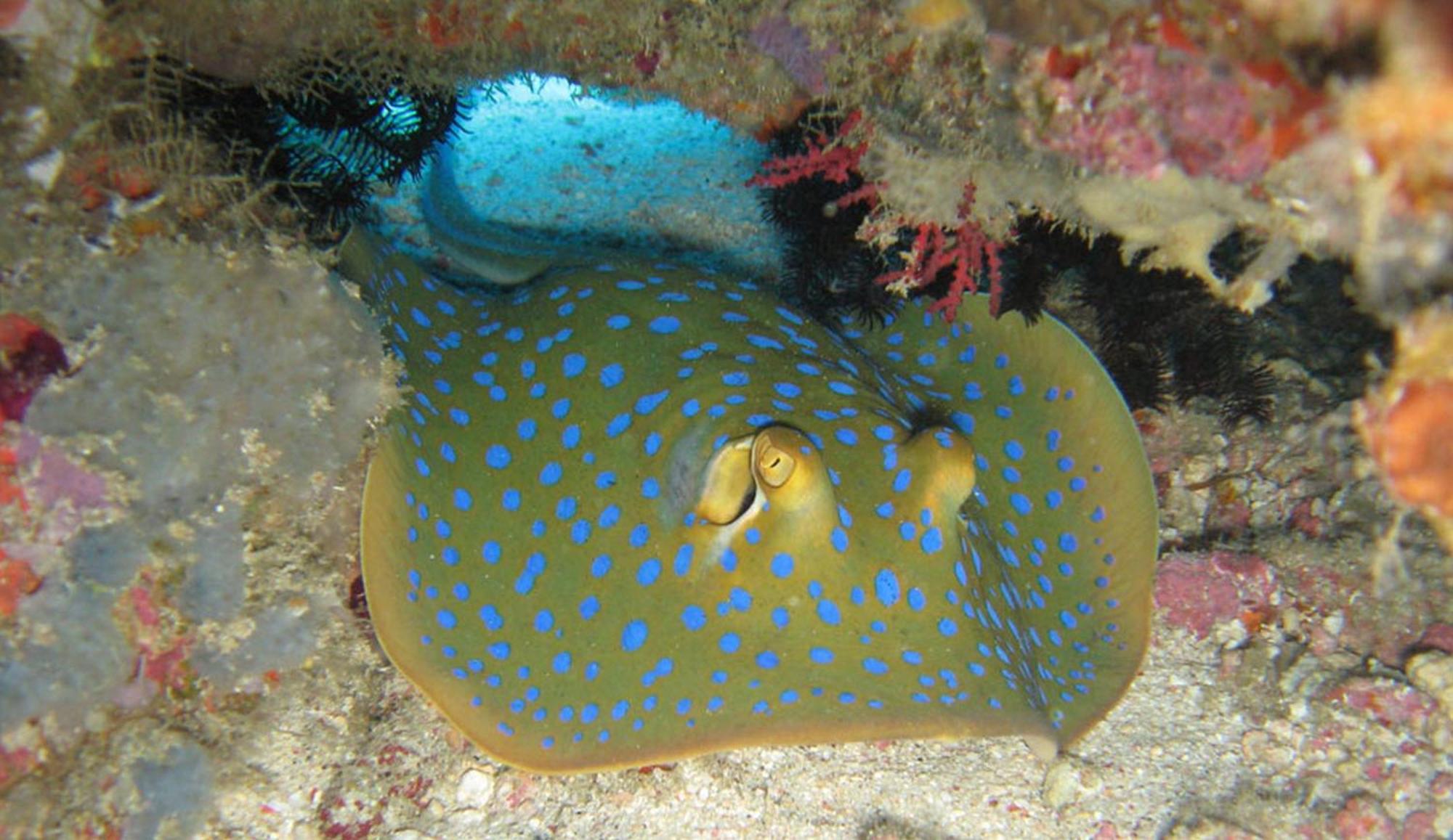 Gili Pirates Dive & Bnb Gili Trawangan Eksteriør bilde