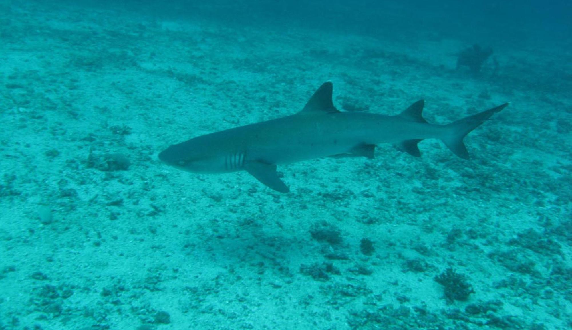Gili Pirates Dive & Bnb Gili Trawangan Eksteriør bilde
